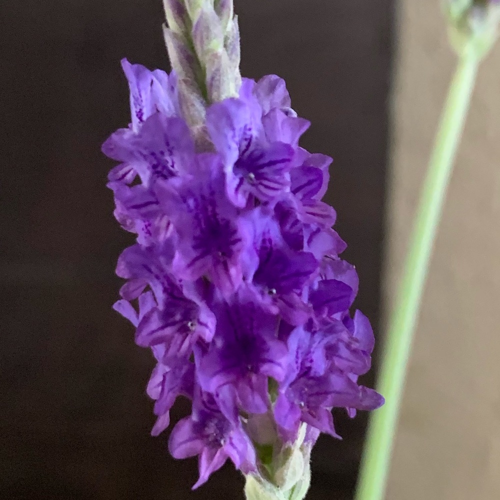 Meet your Posher, Miranda